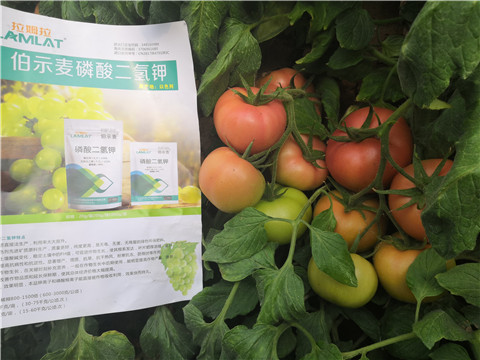 葉面肥，磷酸二氫鉀，鈣肥