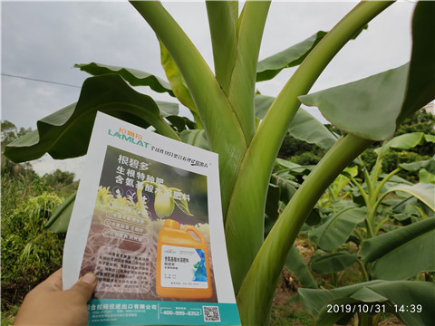 葉面肥，微生物菌劑，硼肥，水溶肥