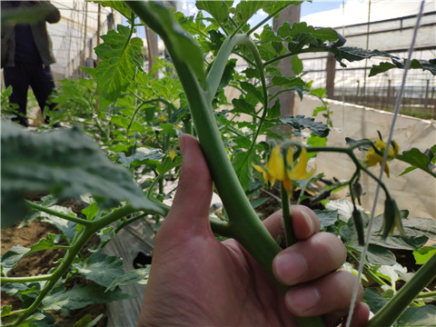 微生物菌劑 ，拉姆拉翠姆