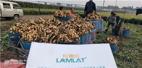微生物菌劑，拉姆拉