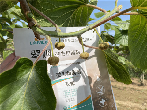 微生物菌劑，拉姆拉