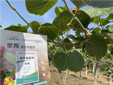 微生物菌劑，拉姆拉