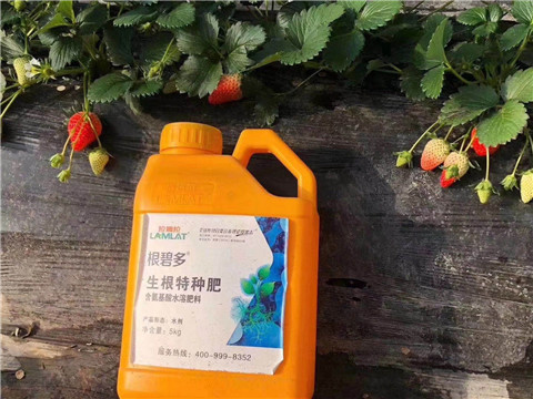 根碧多，微生物菌劑，拉姆拉