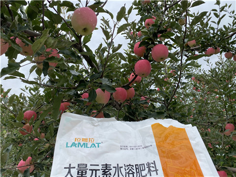 進口水溶肥品牌，拉姆拉，翠姆