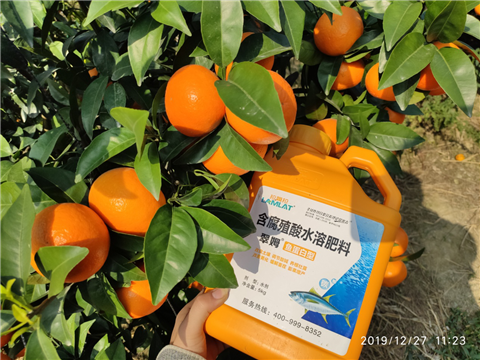 水溶肥，拉姆拉，翠姆