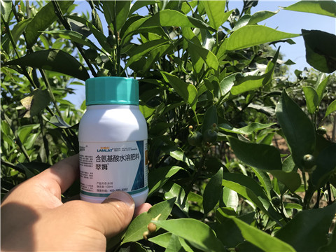 葉面肥，拉姆拉，翠姆