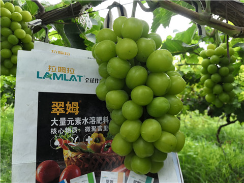 水溶肥，拉姆拉，翠姆