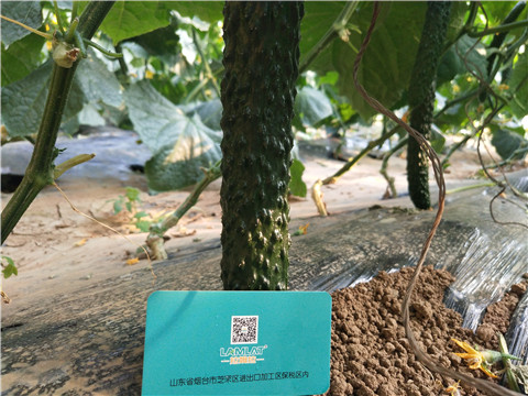 小分子有機(jī)碳，拉姆拉，翠姆