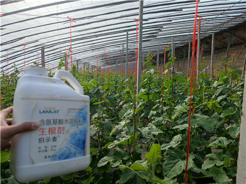 水溶肥，拉姆拉，翠姆