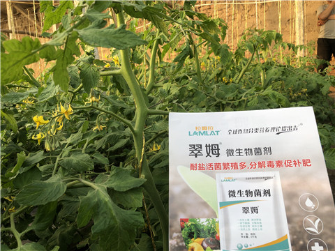 微生物菌劑，翠姆，拉姆拉
