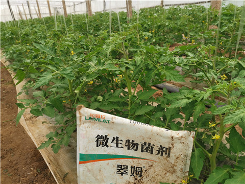 微生物菌劑，翠姆，拉姆拉