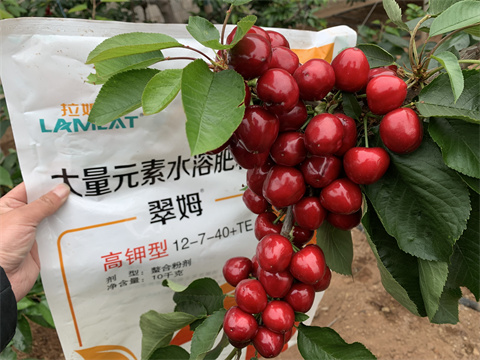 水溶肥廠(chǎng)家,翠姆,櫻桃水溶肥