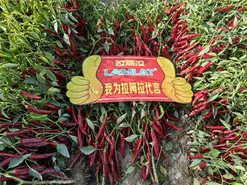 水溶肥廠(chǎng)家,色素辣椒種植,拉姆拉水溶肥