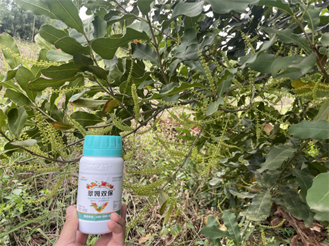 進(jìn)口水溶肥,堅果種植,翠姆水溶肥